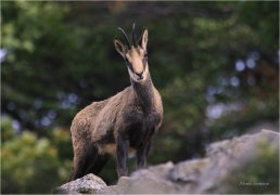 <p>KAMZÍK HORSKÝ (Rupicapra rupicapra) Lužické hory, Studenec ---- /Chamois - Gämse/</p>